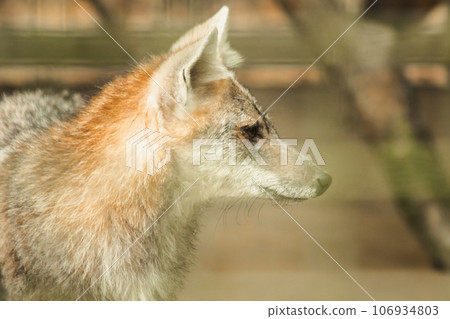 The fox was trapped in a cage without freedom. 106934803