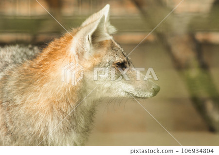 The fox was trapped in a cage without freedom. The fox was trapped in a cage without freedom. 106934804