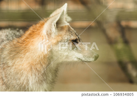 The fox was trapped in a cage without freedom. 106934805