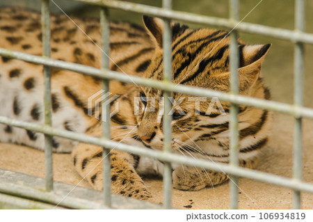 Prionailurus bengalensis, a small wild cat about the size of a domestic cat. The fur is pale, light brown. White belly area. Cute face. 106934819