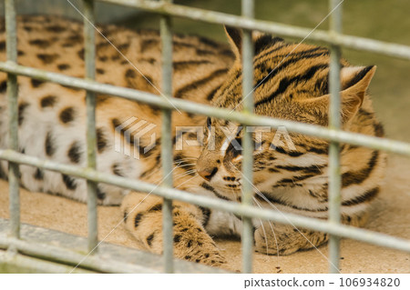 Prionailurus bengalensis, a small wild cat about the size of a domestic cat. The fur is pale, light brown. White belly area. Cute face. 106934820