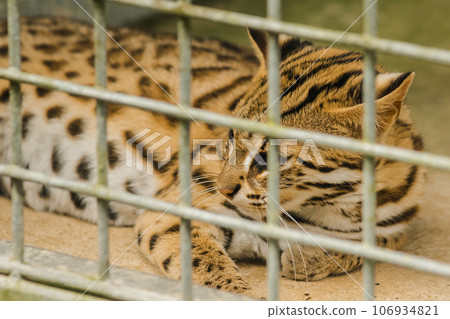 Prionailurus bengalensis, a small wild cat about the size of a domestic cat. The fur is pale, light brown. White belly area. Cute face. 106934821
