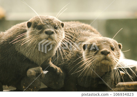 The small-clawed otter is a mammal. Live in water like to live in herds for food. The small-clawed otter is a mammal. Live in water like to live in herds for food. 106934823