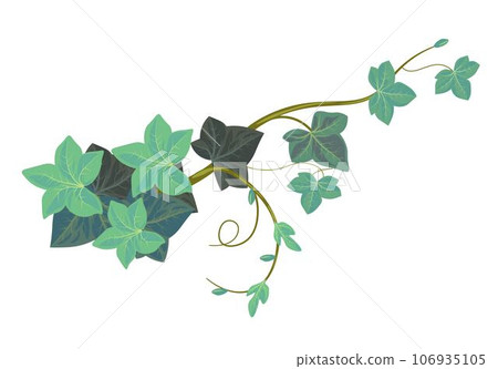 Ivy climbing plant, evergreen vegetation botany 106935105