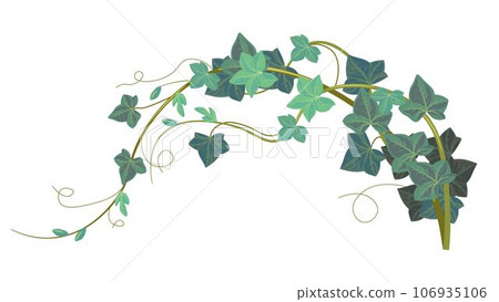 Ivy climbing plant, hedera exotic evergreen flora 106935106