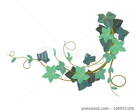 Ivy climbing plant, evergreen hedera botany vector 106935108