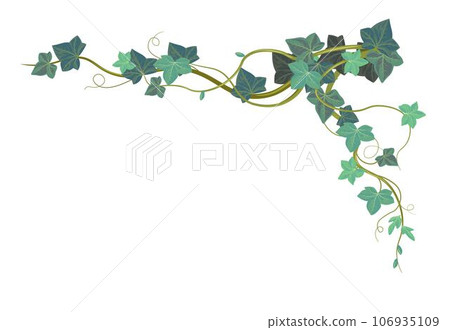 Ivy climbing plant, vegetation and exotic botany 106935109