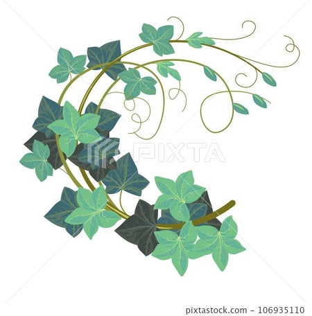 Ivy climbing plant, hedera botany, vegetation 106935110