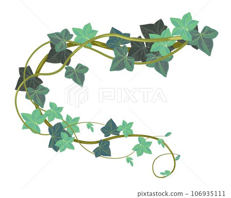 Hedera botany with leaves, ivy climbing plant 106935111