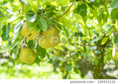 La France (pear) fruit just before harvest, Kaminoyama City, Yamagata Prefecture La France (pear) fruit just before harvest, Kaminoyama City, Yamagata Prefecture 106935218