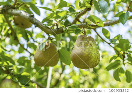 La France (pear) fruit just before harvest, Kaminoyama City, Yamagata Prefecture 106935222