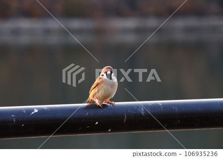 sparrow 12 sparrow 12 106935236