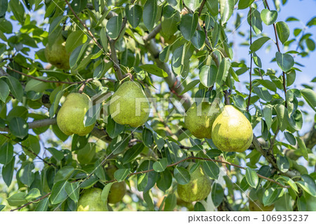 La France (pear) fruit just before harvest, Kaminoyama City, Yamagata Prefecture 106935237