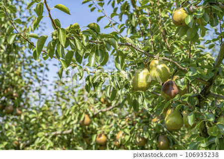 山形縣上山市，即將收穫的法國梨 106935238