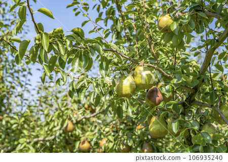 山形縣上山市，即將收穫的法國梨 106935240