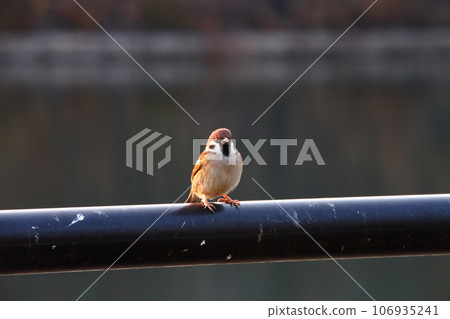 麻雀 14 麻雀 14 106935241