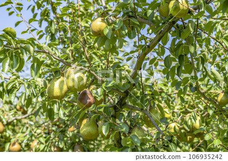 山形縣上山市,即將收穫的法國梨 山形縣上山市,即將收穫的法國梨 106935242