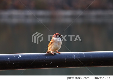 麻雀 15 麻雀 15 106935243