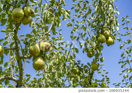 山形縣上山市,即將收穫的法國梨 山形縣上山市,即將收穫的法國梨 106935244