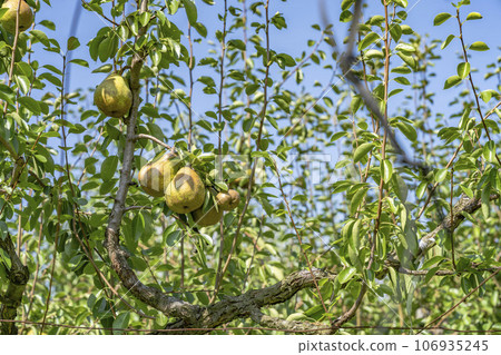 La France (pear) fruit just before harvest, Kaminoyama City, Yamagata Prefecture La France (pear) fruit just before harvest, Kaminoyama City, Yamagata Prefecture 106935245