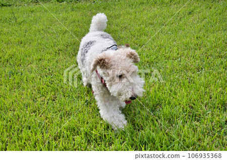 剛毛獵狐犬在草坪上玩耍 剛毛獵狐犬在草坪上玩耍 106935368