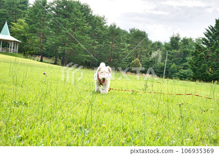 Wire fox terrier playing on the lawn Wire fox terrier playing on the lawn 106935369