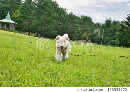 剛毛獵狐犬在草坪上玩耍 剛毛獵狐犬在草坪上玩耍 106935370