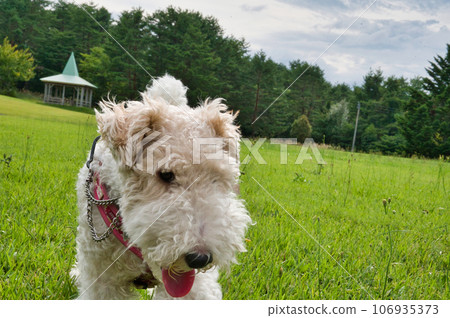 Wire fox terrier playing on the lawn Wire fox terrier playing on the lawn 106935373