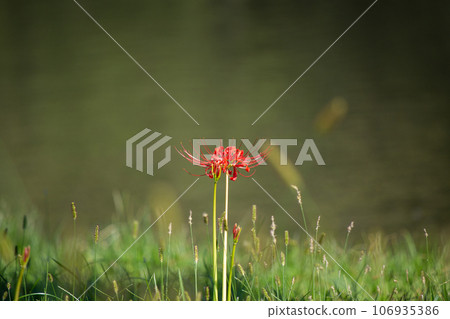 Cluster amaryllis Cluster amaryllis 106935386