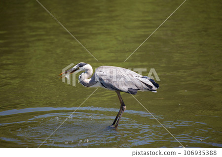 Gray heron Gray heron 106935388