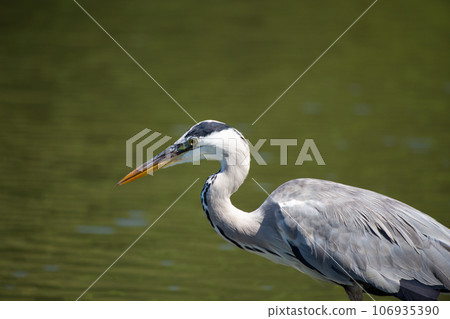Ao-sama aiming for food Ao-sama aiming for food 106935390