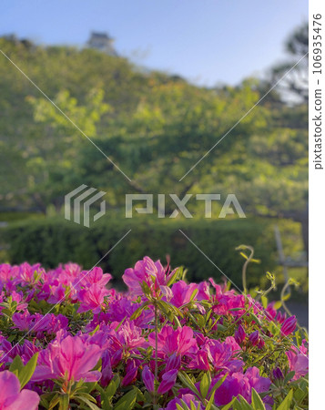A castle and azaleas that shine against the sky 106935476