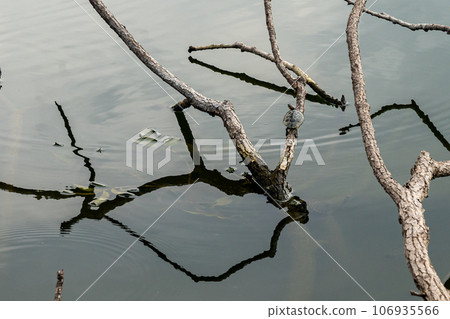 Turtle drying its shell on a submerged branch Turtle drying its shell on a submerged branch 106935566
