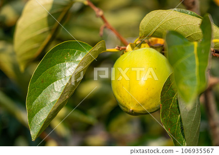 Persimmons that have begun to color Persimmons that have begun to color 106935567