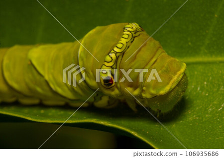 A swallowtail butterfly larva that feeds on citrus leaves 106935686