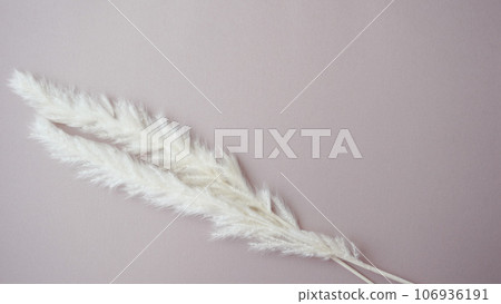 乾花像羽毛一樣蓬鬆 106936191