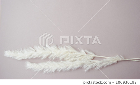 Dried flowers as fluffy as feathers 106936192