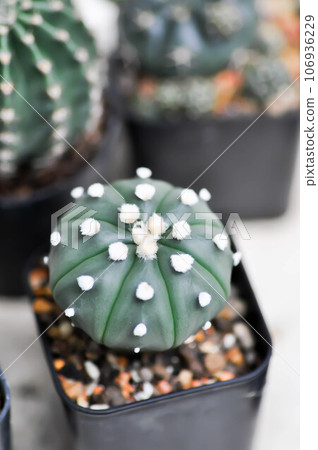 cactus in the flower pot or Astrophytum 106936229