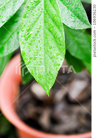Persea americana Mill or Avocado, Lauraceae or Persea gratissima or avocado plant and rain drop Persea americana Mill or Avocado, Lauraceae or Persea gratissima or avocado plant and rain drop 106936230