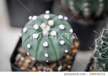 cactus in the flower pot or Astrophytum 106936232