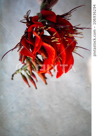 Flowers of Deigo 106936294