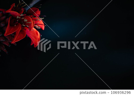 Deigo的花朵 Deigo的花朵 106936296