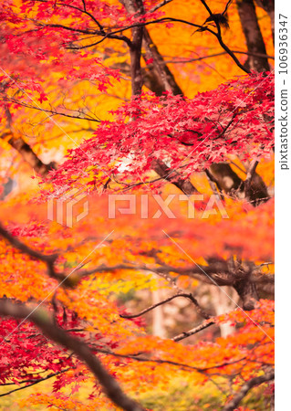 拍攝京都府南丹市園部町的龍圓寺,楓樹和銀杏樹色彩斑斕 拍攝京都府南丹市園部町的龍圓寺,楓樹和銀杏樹色彩斑斕 106936347