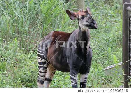 Okapi Okapi 106936348