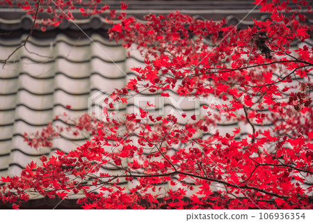 Photographing Ryuonji Temple in Sonobe-cho, Nantan City, Kyoto Prefecture, where the maple trees and ginkgo trees are beautifully colored 106936354