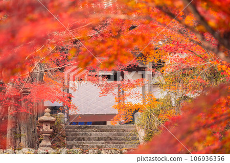 拍攝京都府南丹市園部町的龍圓寺,楓樹和銀杏樹色彩斑斕 拍攝京都府南丹市園部町的龍圓寺,楓樹和銀杏樹色彩斑斕 106936356