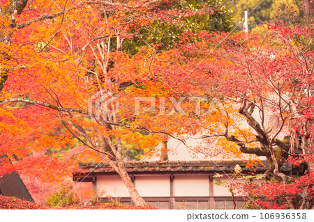 拍攝京都府南丹市園部町的龍圓寺,楓樹和銀杏樹色彩斑斕 拍攝京都府南丹市園部町的龍圓寺,楓樹和銀杏樹色彩斑斕 106936358
