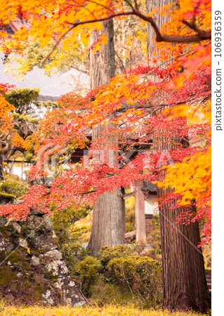 拍攝京都府南丹市園部町的龍圓寺,楓樹和銀杏樹色彩斑斕 拍攝京都府南丹市園部町的龍圓寺,楓樹和銀杏樹色彩斑斕 106936359