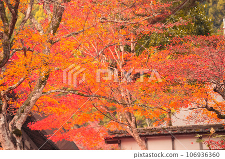 Photographing Ryuonji Temple in Sonobe-cho, Nantan City, Kyoto Prefecture, where the maple trees and ginkgo trees are beautifully colored Photographing Ryuonji Temple in Sonobe-cho, Nantan City, Kyoto Prefecture, where the maple trees and ginkgo trees are beautifully colored 106936360