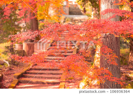 拍攝京都府南丹市園部町的龍圓寺,楓樹和銀杏樹色彩斑斕 拍攝京都府南丹市園部町的龍圓寺,楓樹和銀杏樹色彩斑斕 106936364
